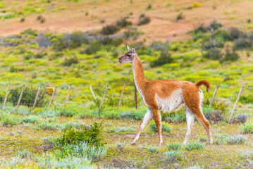 Naklejka na ściany i meble Guanaco lama in national park Torres del Paine mountains, Patagonia, Chile, South America. With selective focus.