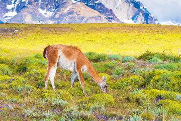 Guanaco lama in national park Torres del Paine mountains, Patagonia, Chile, South America. With selective focus.