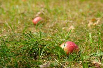 Organic juicy red apples lie on ground in green grass in apple orchard. Autumn harvesting
