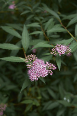 Spiraea bumalda