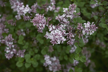 Syringa microphylla