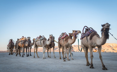 Camels in the desert- Israel