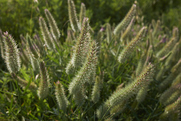 Trifolium angustifolium