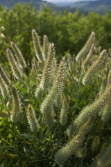 Trifolium angustifolium