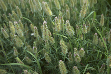 Fototapeta premium Trifolium angustifolium