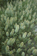 Trifolium angustifolium