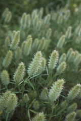 Trifolium angustifolium