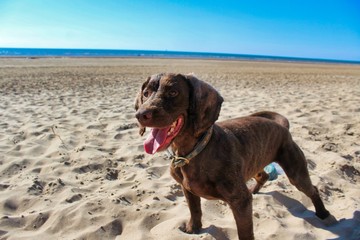 Brown working cocker spaniel dog at beach on sunny day with blue sky