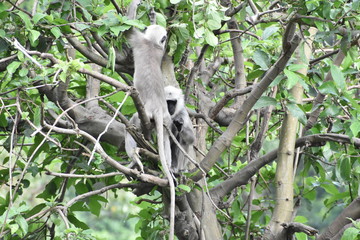 Indian Langoor or Monkey