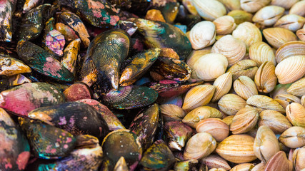 Mollusks only from the ocean, Puerto Montt, Chile. Close-up.
