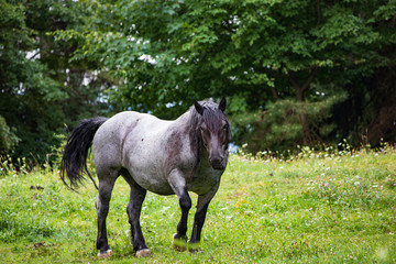 Pferd in der Natur