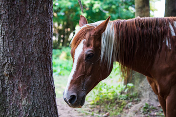 Pferde Portrait im Wald
