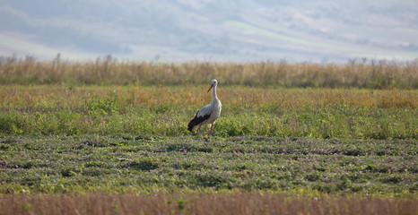 Obraz na płótnie Canvas Lonely stork walks carefully into field looking for food, foreground and background in soft focus