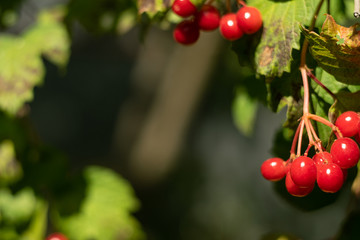 Berries of the guelder-rose on a dark green background