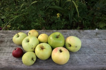 Apples lie on a wooden table in the fall after harvest.