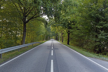 Allee in Schleswig-Holstein