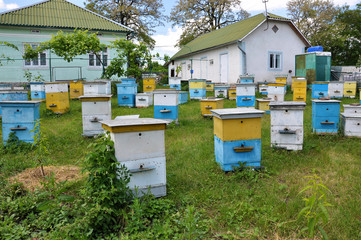 Private apiary near the manor