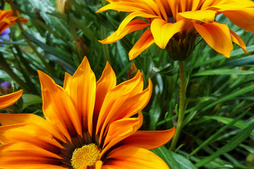 Vibrant orange Gazania flowers