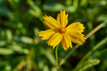 Nahaufnahme einer dekorativen Blüte