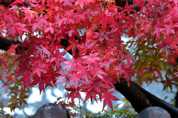 真っ赤なモミジ、雨だれ