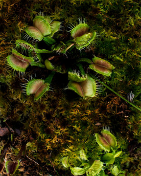 Carnivorous Venus Fly Trap (Dionaea muscipula) Plants.
