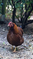Welsumer,feigling, henne, bird, bauernhof, tier, geflügel, hahn, ackerbau, schnabel, rot, braun, feather, bäuerlich, gras, vieh, kopf, natur, close up, einheimisch, frei, fleisch, 