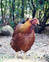 Welsumer ,feigling, henne, bird, bauernhof, tier, geflügel, hahn, ackerbau, schnabel, rot, braun, feather, bäuerlich, gras, vieh, kopf, natur, close up, einheimisch, frei, fleisch, 