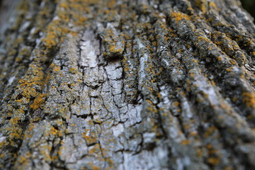 Baumrinde Nahaufnahme