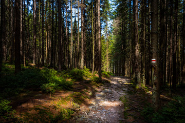 Fototapeta premium Hiking trail sign mark painted on a tree. Path leading trough the beautiful Bohemian Forest National Park. Trekking concept background.