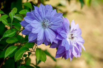 八重咲　クレマチス