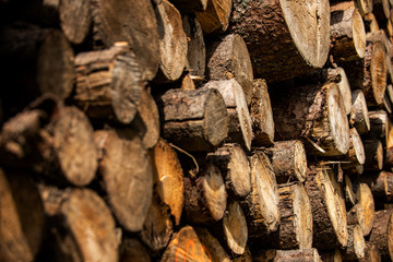 Pine tree forestry exploitation. Stumps and logs. Overexploitation leads to deforestation endangering environment and sustainability.