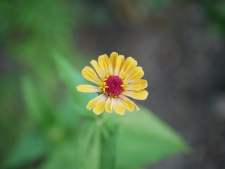 Polonne / Ukraine - 13 August 2018: yellow flower with a pink middle on a blurred background of nature