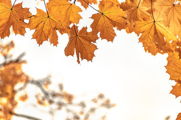 Yellow maple leaves close up, autumn background