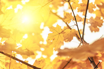 Naklejka na ściany i meble Yellow maple leaves close up, autumn background