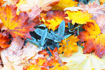 Colorful autumn leaves, autumn background of nature