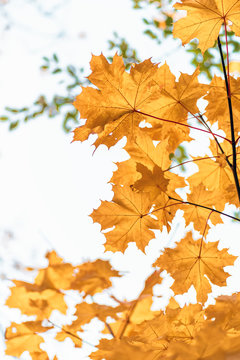 Yellow maple leaves close up, autumn background