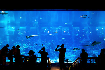 Fototapeta na wymiar Silhouettes of people group enjoying views of underwater life in aquarium