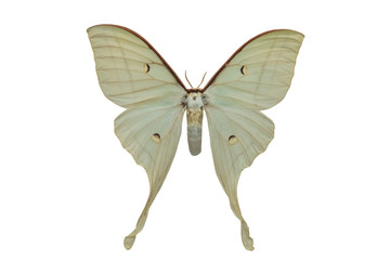 butterfly Actias artemis