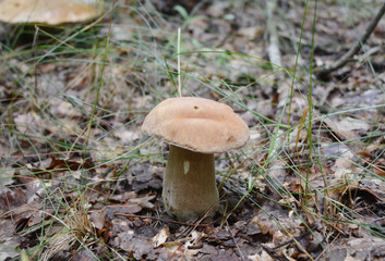 Gathering mushrooms. Mushroom hunting. Gathering Wild Mushrooms. Boletus edulis or penny bun, cep, porcino, porcini  or Edible Mushroom