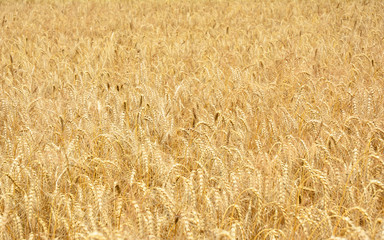 Rye grain harvest on rye field landscape