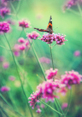Beautiful butterfly on flower. Summer or spring background