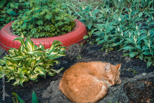 Red Headed Cat Sleeps On The Flower Bed Stock Photo And Red Headed Cat Sleeps On The Flower Bed