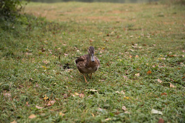 Large wild duck on the grass. Wild animal.