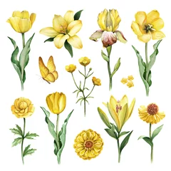 Aquarellillustrationen von gelben Blumen © Aleksandra Smirnova