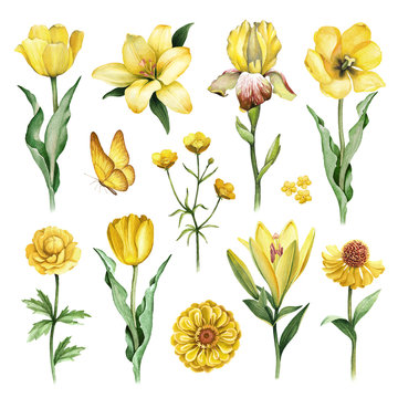 Fototapeta Watercolor illustrations of yellow flowers