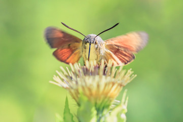 Close-up detailed photo of a Hummingbird hawk-moth (Macroglossum stellatarum) on a wildflower against green natural background.
