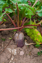 Tuber of red beet crawling out of the earth in the garden