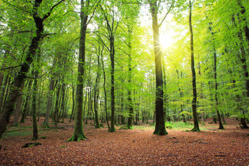 Summer forest with sun light.