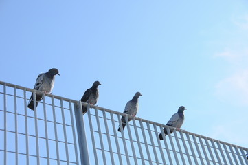 Tauben auf dem Gitter