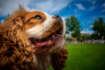 King Charles Spaniel